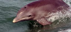 Gulf of Mexico, cute face! by Juliana Metzger 
